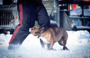 Dog Bite Scarring and Disfigurement 